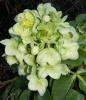 Helleborus winterbells p19 h50