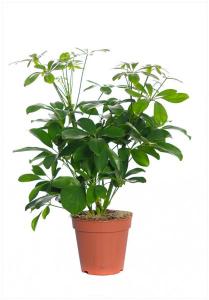 Schefflera compacta p19