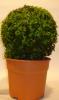 Buxus semp bolvormig p33 merisor