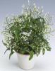 Jasminum polyanthum p17 h75 iasomia