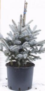 Picea pungens hoopsii 100/110 c22 bk molid argintiu