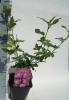 Hibiscus syriacus mix p13 h25 zamosita
