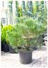 Pinus nigra nigra 80/100 c22 bk pin