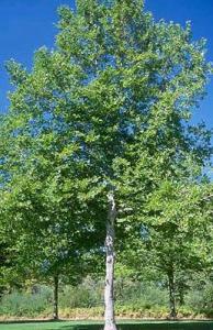 Platanus acerifolia c35 12/14 platan