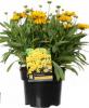 Coreopsis p15 h50