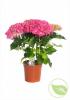 Hydrangea macr. mix c3lhortensie &lt;&gt;