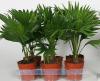 Livistona rotundifolia p17 h55 palmier chinezesc
