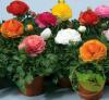 Ranunculus mix p10 h25 piciorul cocosului