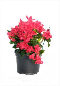 Rhododendron mix c30 70/80