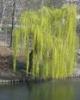 Salix alba tristis c7.5 200/250 un