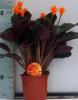 Calathea crocata p17 h60 planta paun