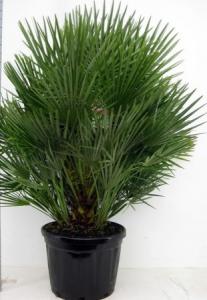 Chamaerops humilis c110 125-150 palmierul evantai