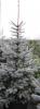 Picea pungens hoopsii/koster c140 275-300 molid argintiu