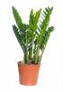 Zamioculcas zamifol p35 h100