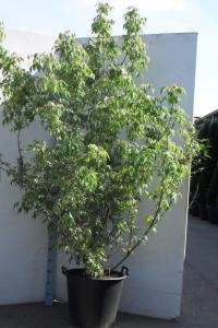 Acer palmatum 'sango kaku' c30 100/120 artar