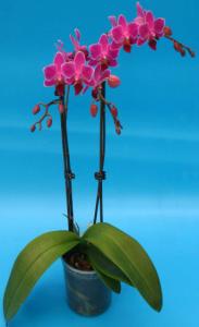 Phalaenopsis glass p12 h50 orhidee