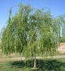 Salix babilonica c 35/40 salcie