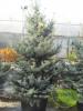 Picea pungens   glauca c150 200/250