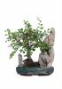 Bonsai dwergv loofh p15 h22