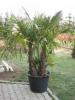 Chamaerops excelsa 2 tronchi 350/400+ palmierul evantai