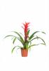 Guzmania torch p13