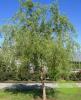 Salix matsudana tortuosa c110 300/350 salcie creata