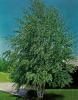Betula pendula alba verrucosa c160 500/-+ mesteacan