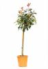 Photinia fraseri little red robin pc10 mini st