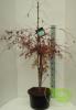 Acer palmatum dissectum  garnet c75 100/120 artar