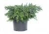 Juniperus horizontalis mix c7.5 bk ienupar