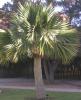 Sabal palmetto c70 150-175 palmier