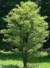 Alnus gluticosa  c35 12/+ arin