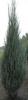 Juniperus scop. blue arrow 140/160