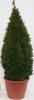 Buxus semperv. piramid. p26 h70 merisor