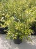 Eleagnus pung. maculata c10 40/60 salcie mirositoare