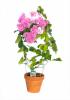 Bougainvillea mix colors c5 125/150 floarea de hartie