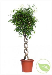 Ficus benjamin exotica p27 h110