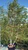 Betula pendula alba c18 150-200 multistam mesteacan