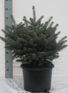 Picea pungens glauca glob. c 80-100 molid argintiu