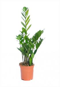 Zamioculcas zamiifolia p17 cn &lt;&gt;