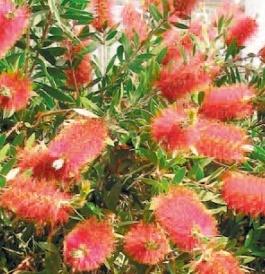 Callistemon leavis  h60 perie sticle