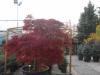 Acer palm. atropurpureum c90 260/260 artar