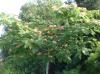 Albizia julibrissin ombrella c25 8\10 arborele de matase