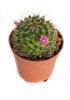 Cactus mix p19 h20