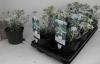 Leontopodium alpinum p14 h25 floare de colt