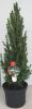 Picea glauca conica 60-70 c10 molid