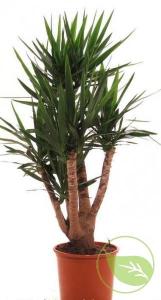 Yucca jewel m-60 ramificata 22025