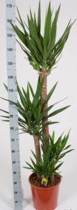 Yucca x 4 - 200