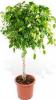 Ficus benjamin exotica p40 h180