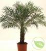 Phoenix roebelenii p18 h50 palmier